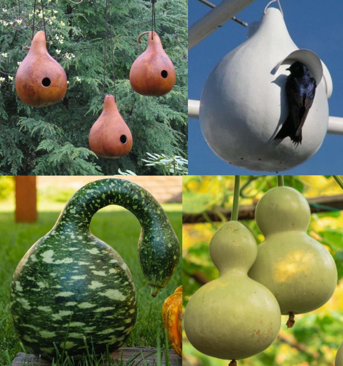 Gourd BIRDHOUSE MIX Martinhouse, Birdhouse, Speckled Swan DIY 3 Packs=50 Seeds!