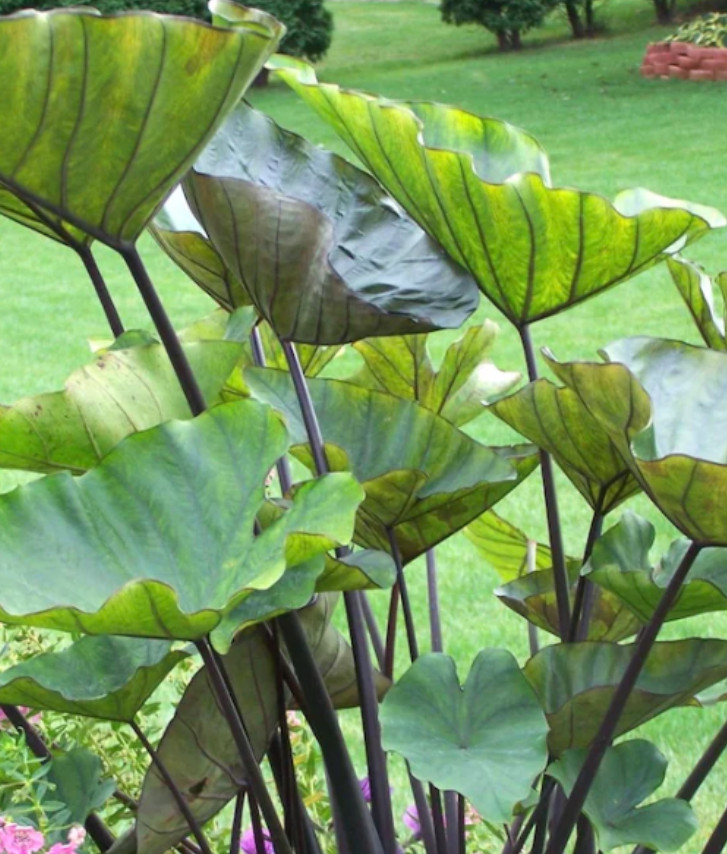 Tea Cup Colocasia Plant – 6-12″ Tall – Tropical Elephant Ear for Containers