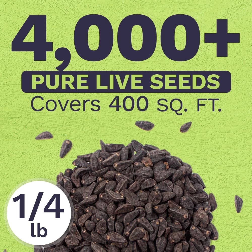 Morning Glory Seeds Heavenly Blue – Bulk 1/4 Pound Bag – Over 4,000 Fresh Flo…