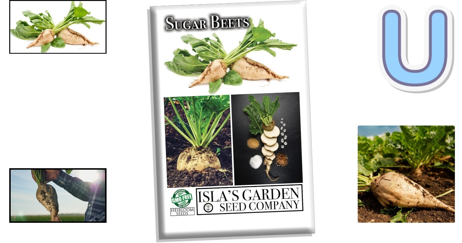 100+ Heirloom Non-GMO Sugar Beet Seeds for Bountiful Harvests – Easy to Grow