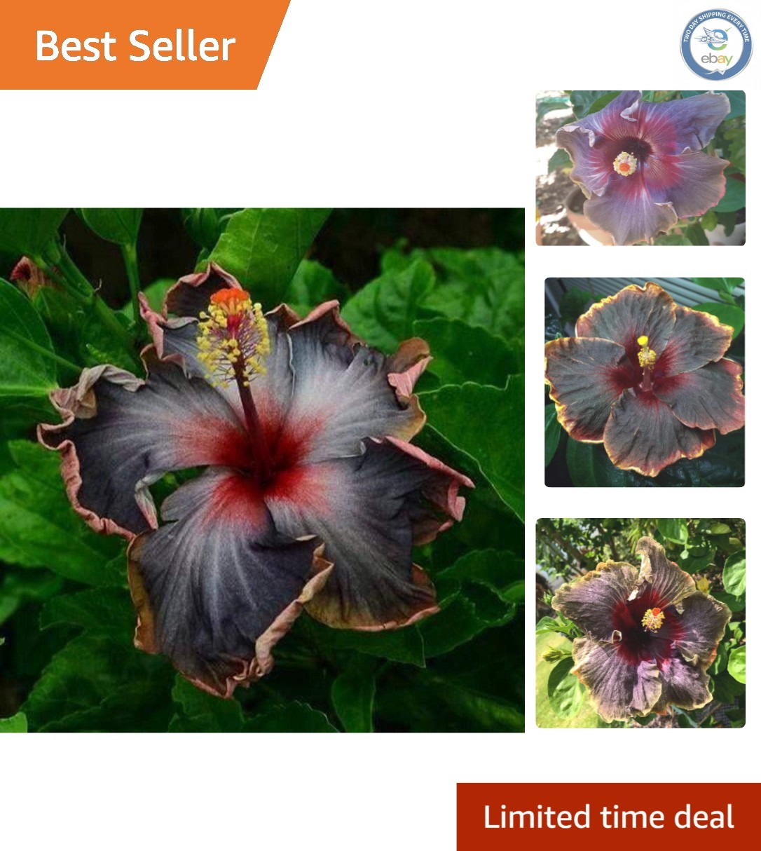 Rare 20PCS Black Rainbow Hibiscus Seeds – Flourish with Tropical Elegance