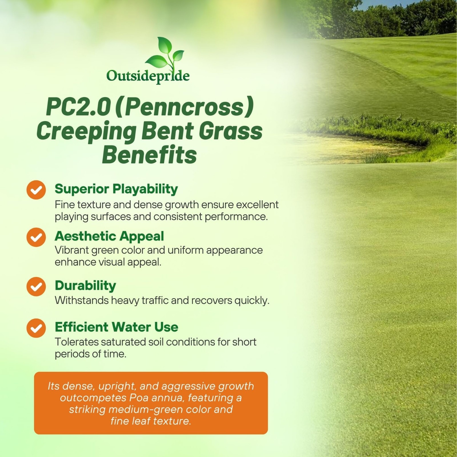 Creeping Bent Grass Seed 2 lbs – Premium Golf Course Quality, Dense & Wear-Resis