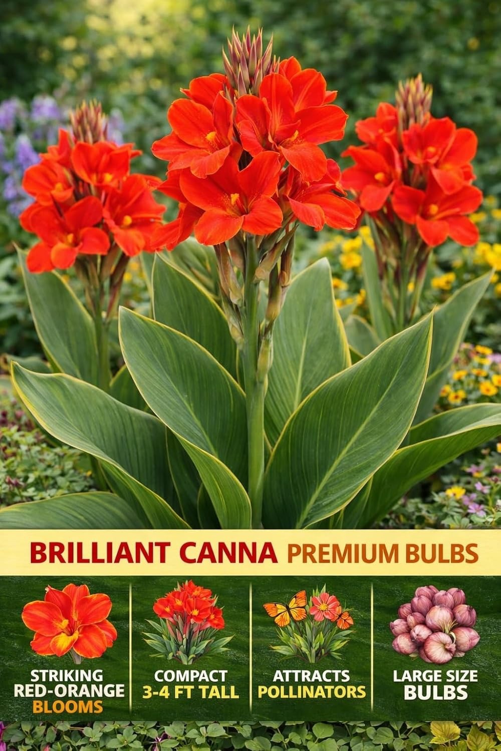 Brilliant Canna Lily Premium Bulbs – Vivid Red-Orange (5 Bulbs)