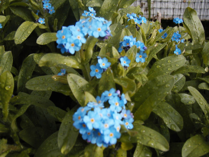 forget-me-not PERENNIAL MYOSOTIS, blue flower, 400 SEEDS! Groco