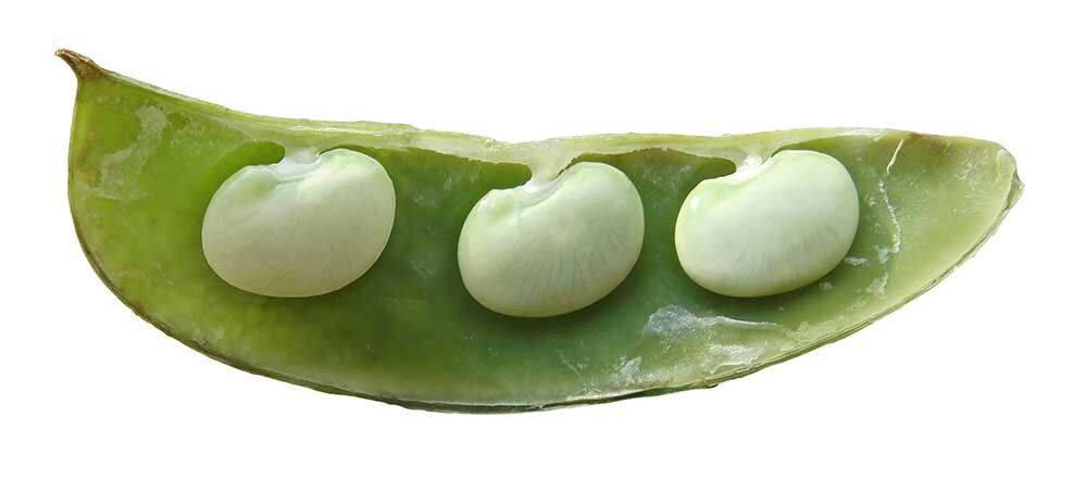 Beans, Henderson Lima Beans, 150 Non-Gmo, Heirloom, Organic, Amish Seeds.