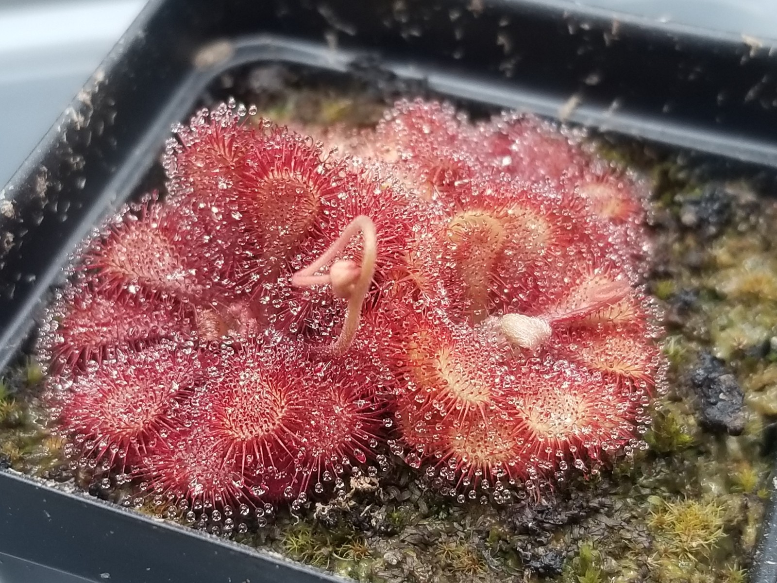 Drosera natalensis Seeds – Carnivorous Sundew Plant – Super easy to grow!