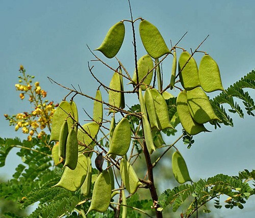 Caesalpinia sappan | Sappanwood | Brazilwood | 5 Seeds