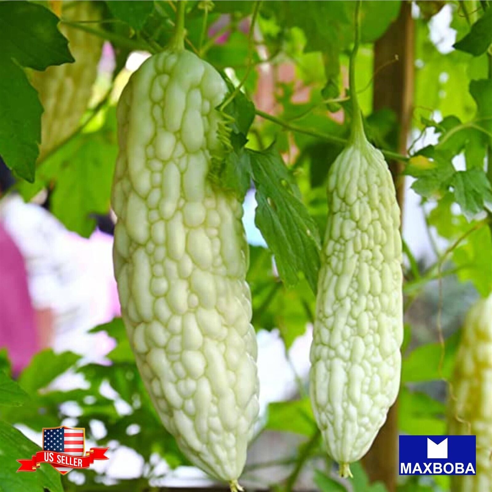 05 Bitter White Hybrid Gourd Seeds Non-GMO Vegetable BTGO 75% OFF