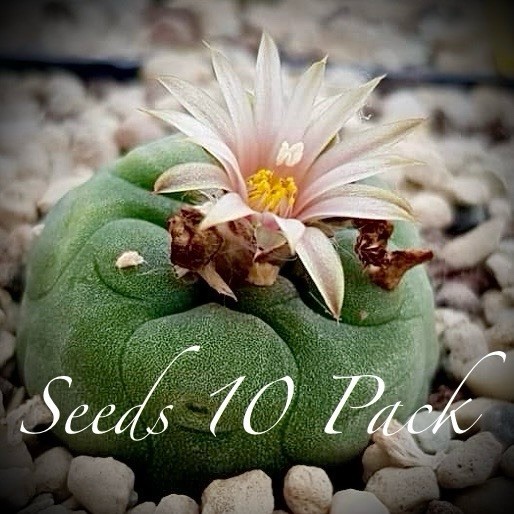 RARE SEEDS (10pk) K var. Presa de Guadalupe x10 (Ten) Cactus US SELLER