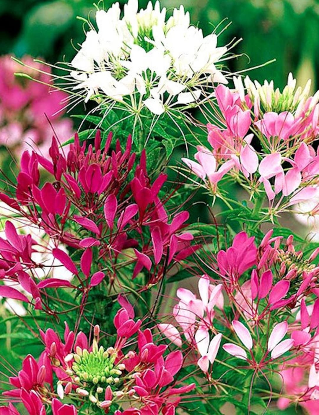 Spider Flower Mix Organic 100 Seeds, Free Shipping!