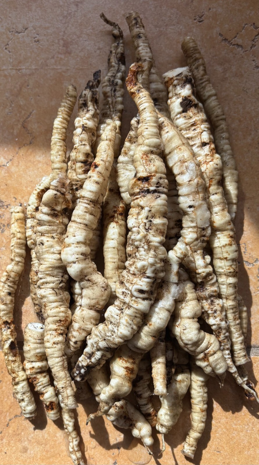Skirret (Sium sisarum) Perennial Root Vegetable – 25+ Seeds (2024 crop)