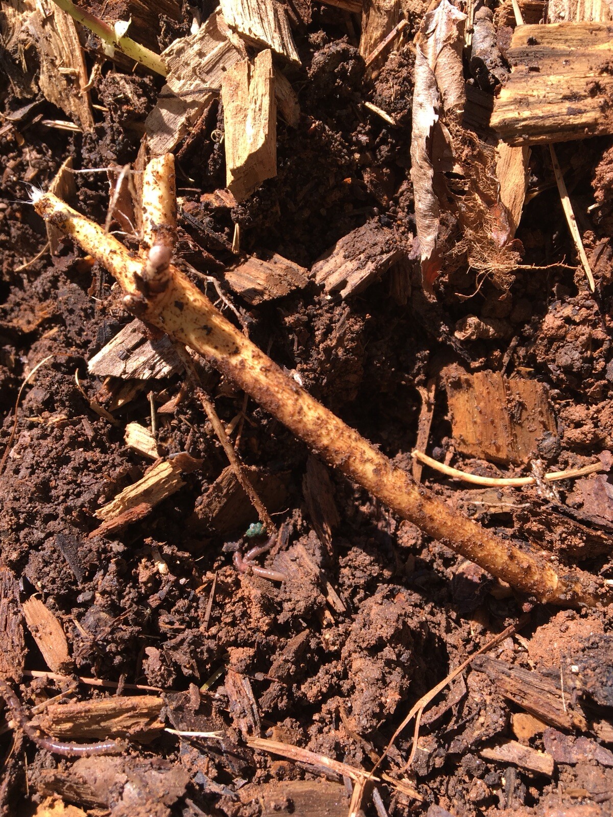 Ideal Mother’s or Father’s Day Gifts. 10 Organic Zeus Hop Rhizomes, $60.