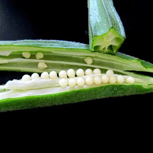 Okra -Green Slim