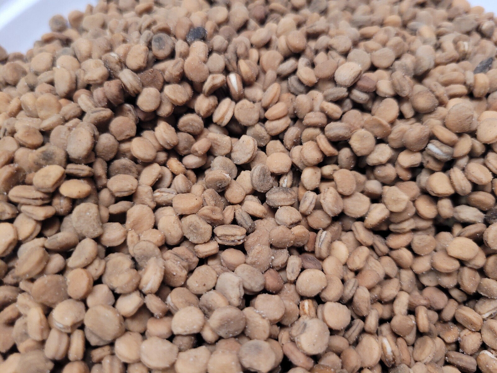 SOLD OUT 1 LB Stratified American Ginseng Seed Panax quinquefolius