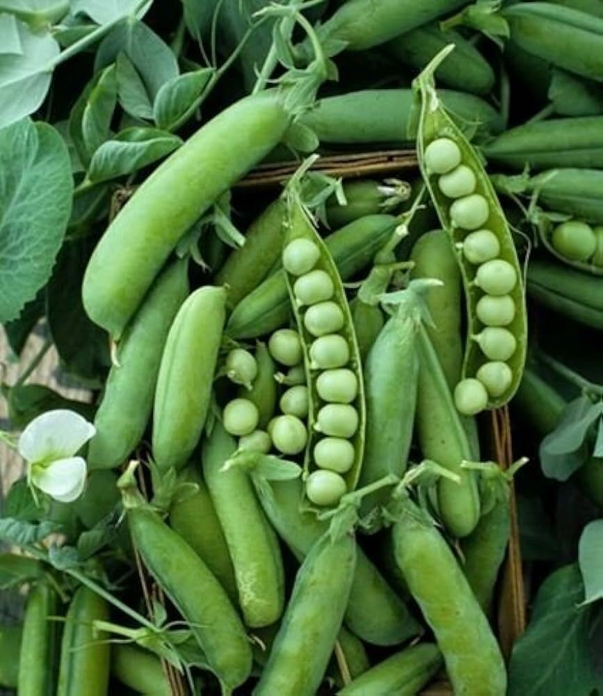 Alaska Pea, NON-GMO, Shelling Pea Heirloom, Earliest of All, FREE SHIPPING