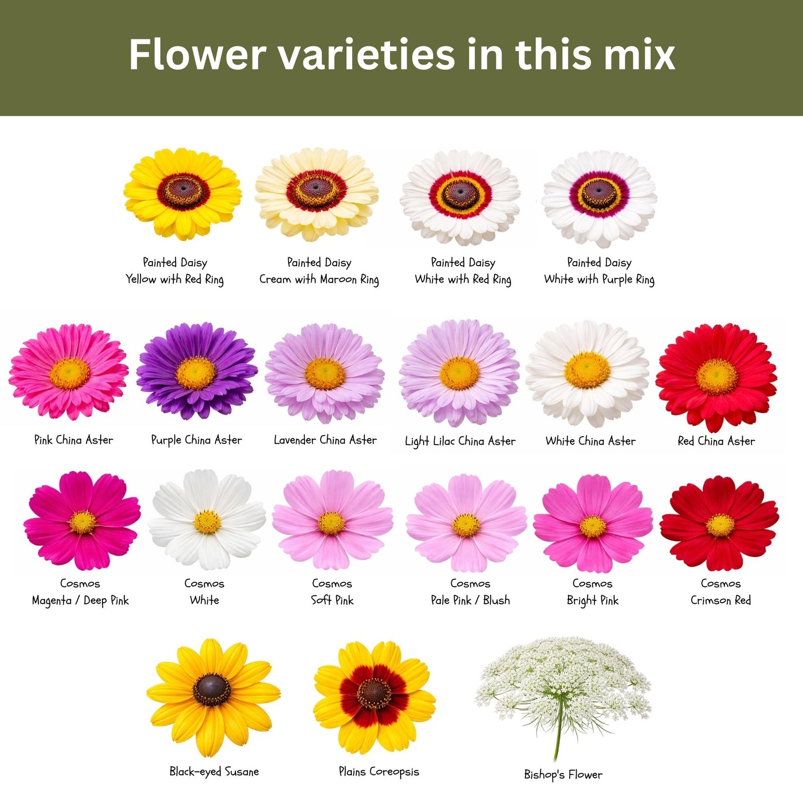 Cut Flower Garden Seed Mix – 15,000+ Seeds – 1 oz Extra Large Packet – Non-GM…