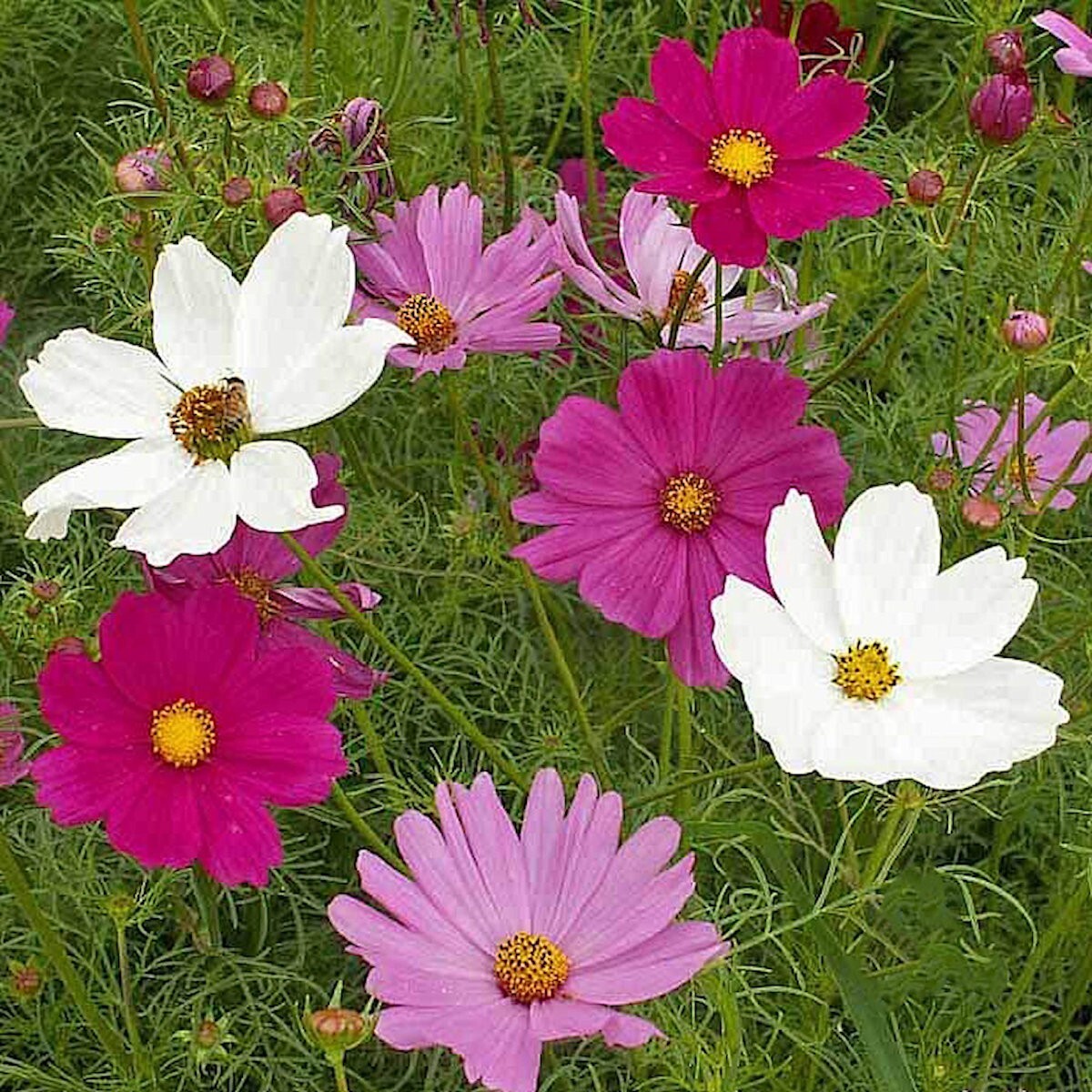 1/4 Lb Sensation Tall Mixed Cosmos Wildflower Seeds – Everwilde Farms Mylar