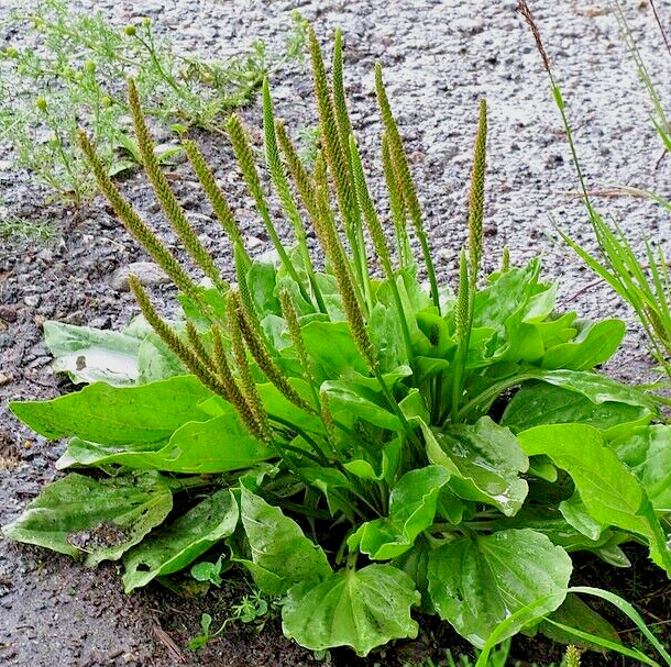 WIDE LEAF PLANTAIN 500 SEEDS, PLANTAGO MAJOR