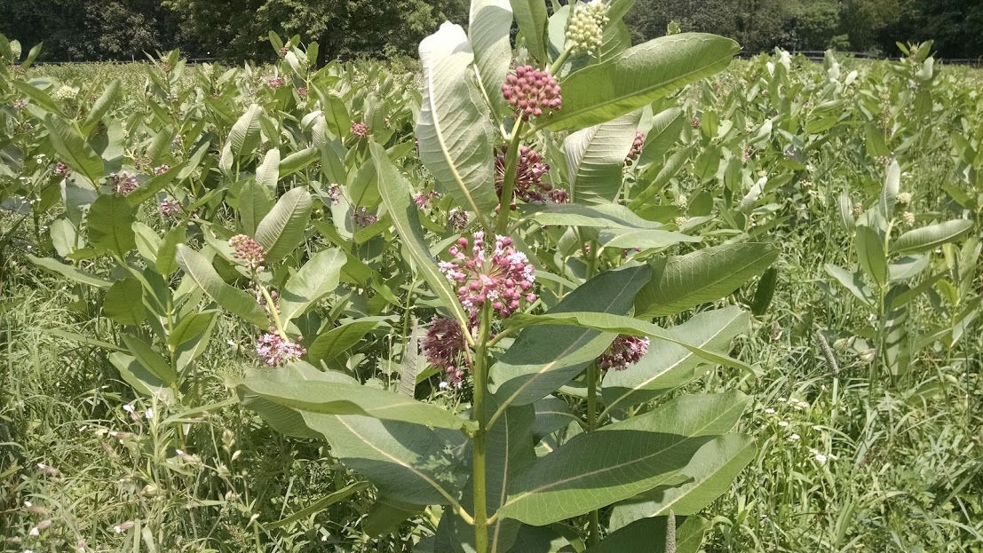 Milkweed Seeds (Common), Organic, Various Quantities, 2022 Crop 90% germination