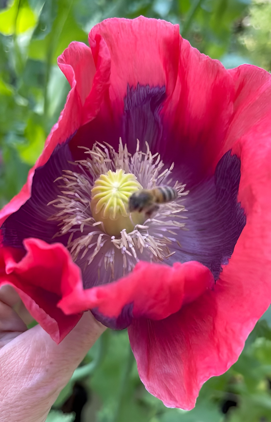 500 Giant Rattle Poppy Seeds – P. Somniferum Stunning Giant Flowers & Seed Heads