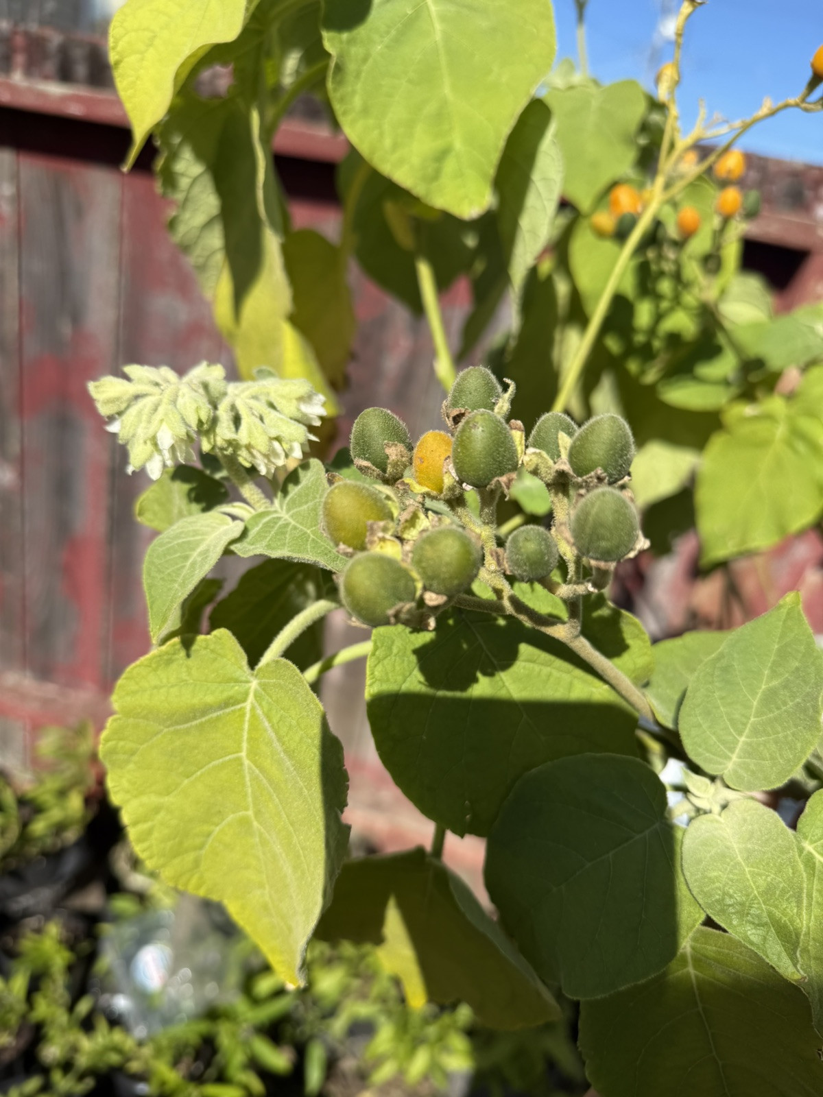 20x Dwarf Tamarillo Solanum abutiloide yellow tree tomato seeds