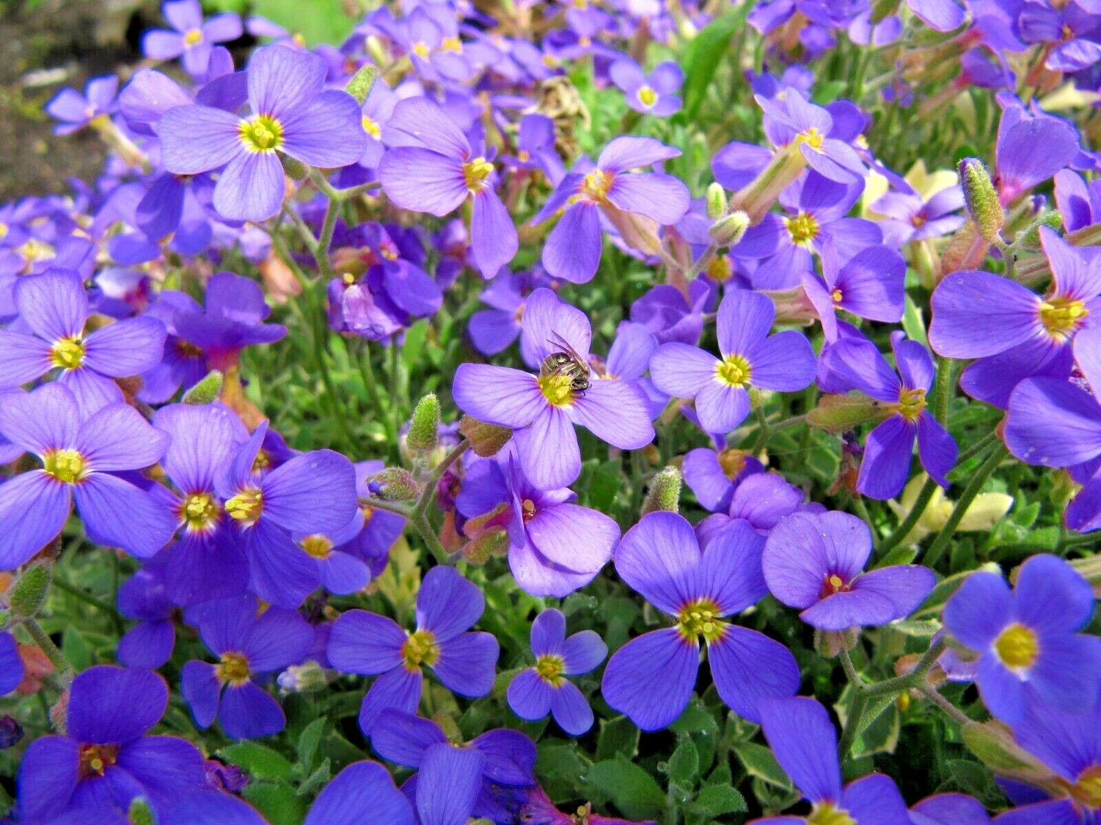 501+PURPLE ROCKCRESS Flower Seeds Drought Heat Cold Groundcover Container Easy