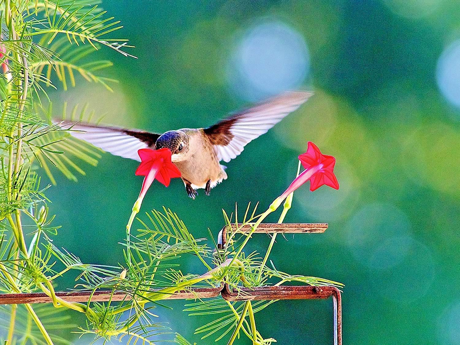 41+CYPRESS VINE Flower Seeds Climbing Flowering Vine Summer Garden Container