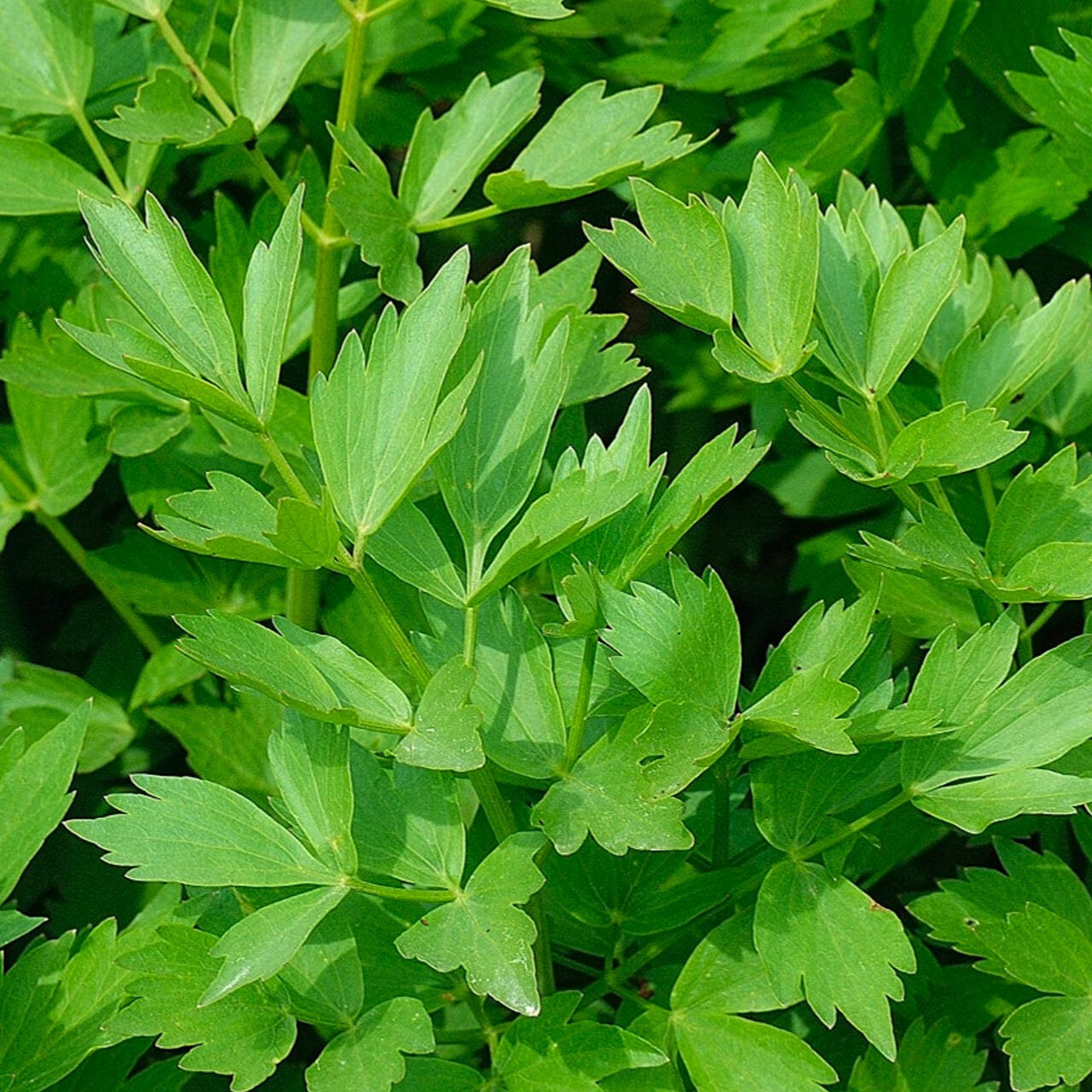 Lovage seeds, Levisticum officinale, Maggi Herb, NON-GMO by Mai’s Family