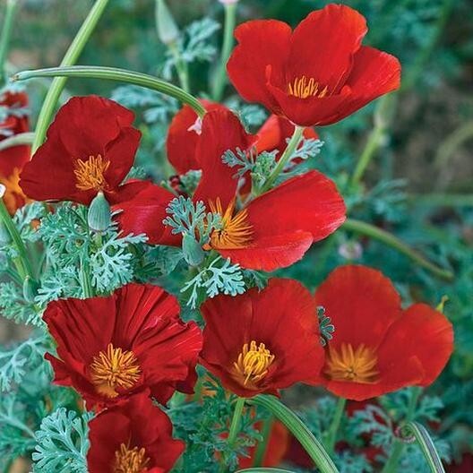 CALIFORNIA POPPY RED CHIEF Eschscholzia cali Pollinators Non-GMO 2000 Seeds!