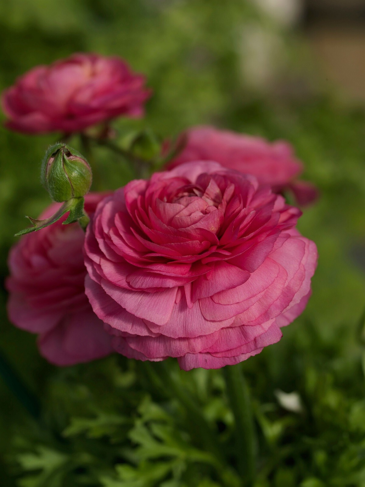25 Ranunculus Seeds Ranunculus Bloomingdale Rose Shades