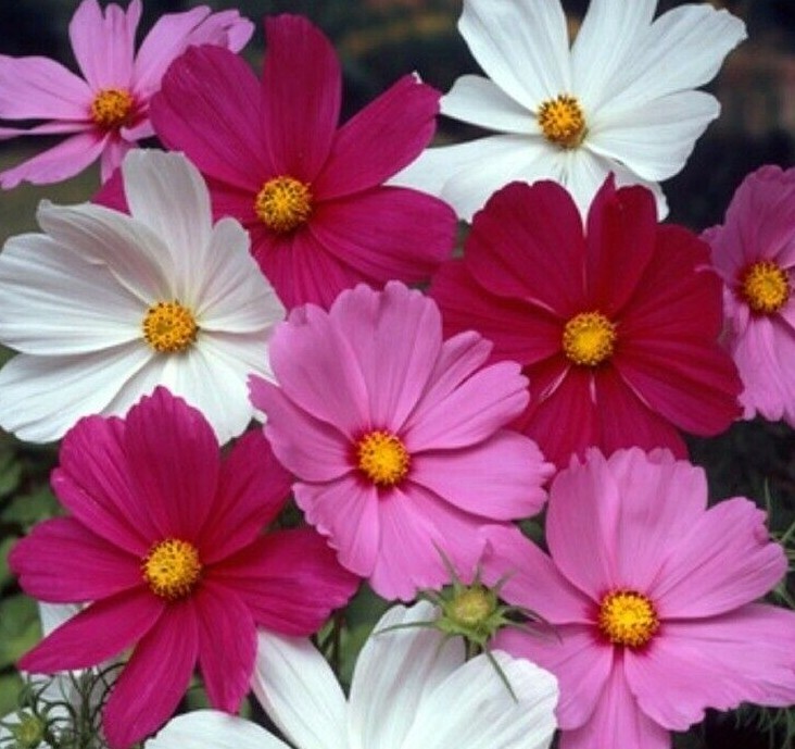 COSMOS FLOWER SEEDS 100+ SENSATION MIX WHITE red PURPLE ANNUAL Free Shipping