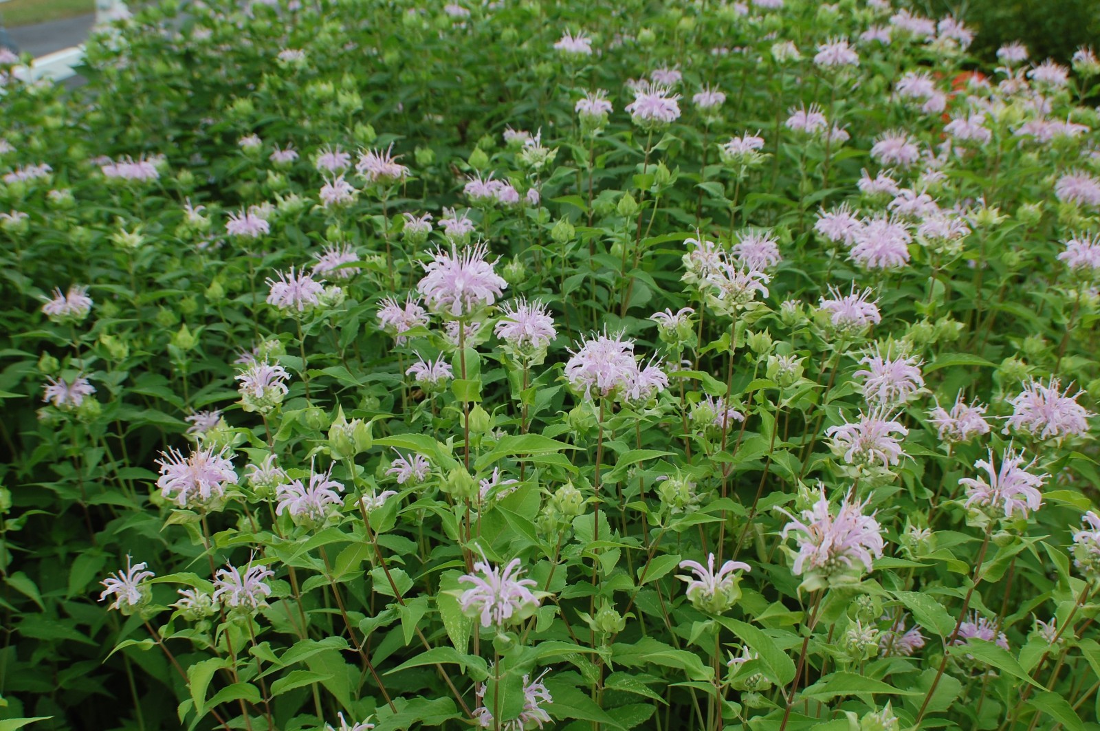 Wild Pink Bee Balm Seeds/Monarda fistulosa/1 gram +/Native US Plant/Medicinal/