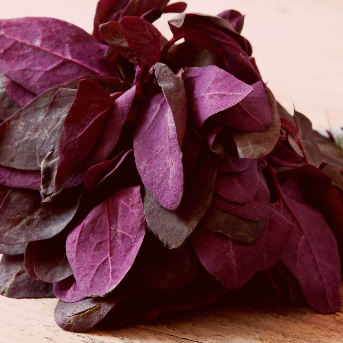 Orach Red Fire Seeds, French Spinach, Mountain Spinach, NON-GMO, FREE SHIPPING