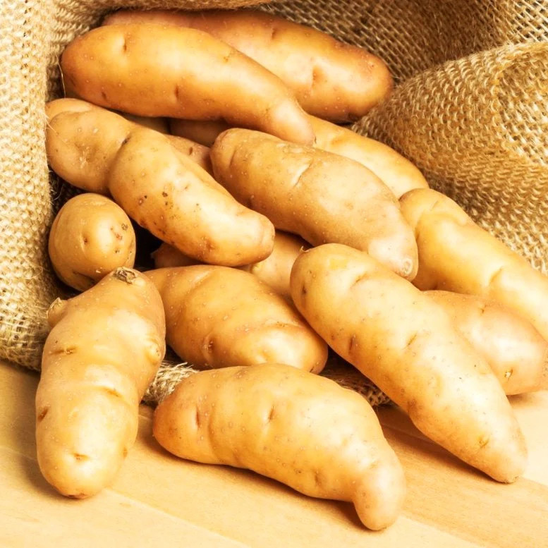 PRE-ORDER NOW! SHIPS APRIL 2026 – Banana Yellow Fingerling Seed Potatoes Seeds
