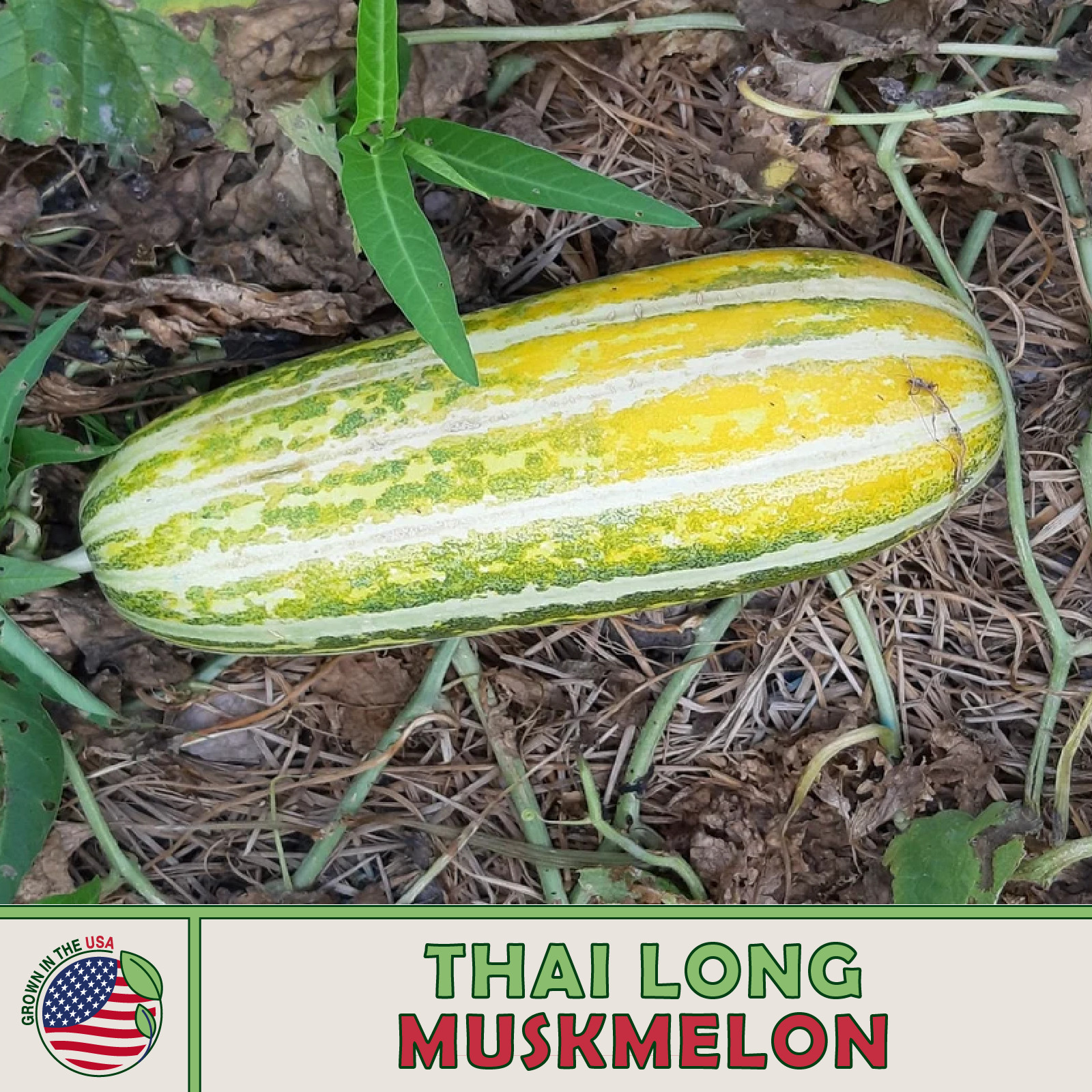 20 Thai Long Muskmelon Seeds, Heirloom, Non-GMO, Genuine USA