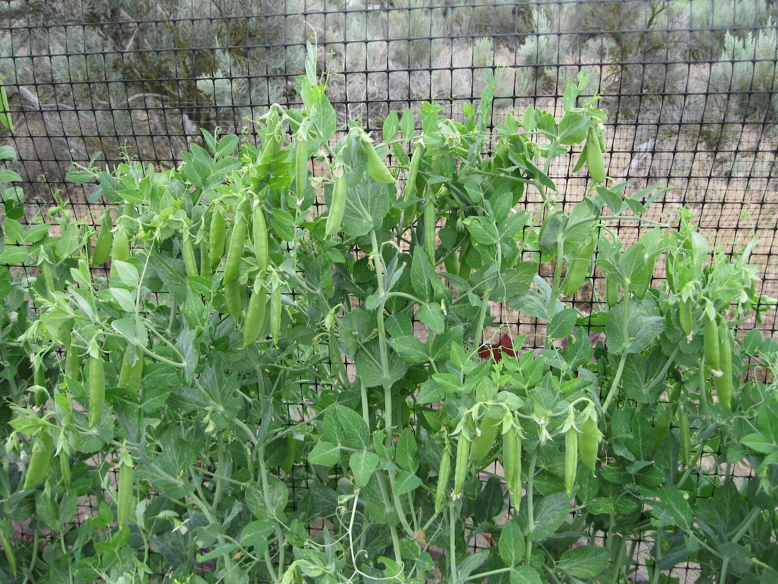 Peas – Sugar Snap – Sugar Ann, Pisum sativum