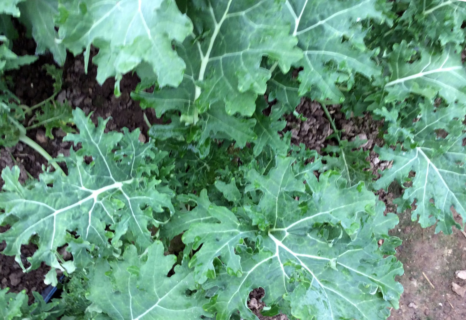 White Russian Kale Seeds (100) / COLD TOLERANT / NON GMO / EASY / FLORIDA