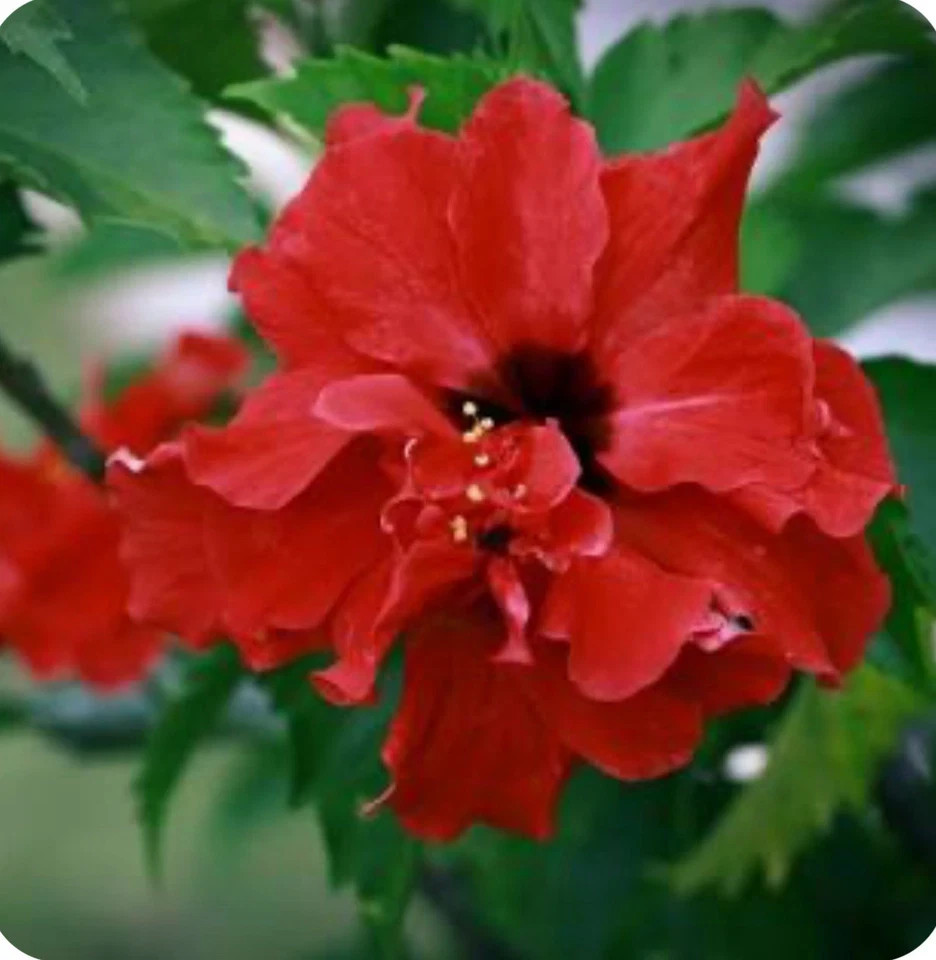 Red Dragon Hibiscus-SMALL ROOTED STARTER Plant-Hibiscus Rosa-sinensis