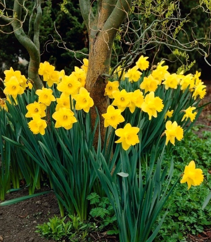 Yellow Dutch Master Daffodil Bulbs Lot Of 100 Ready To Grow Flowers