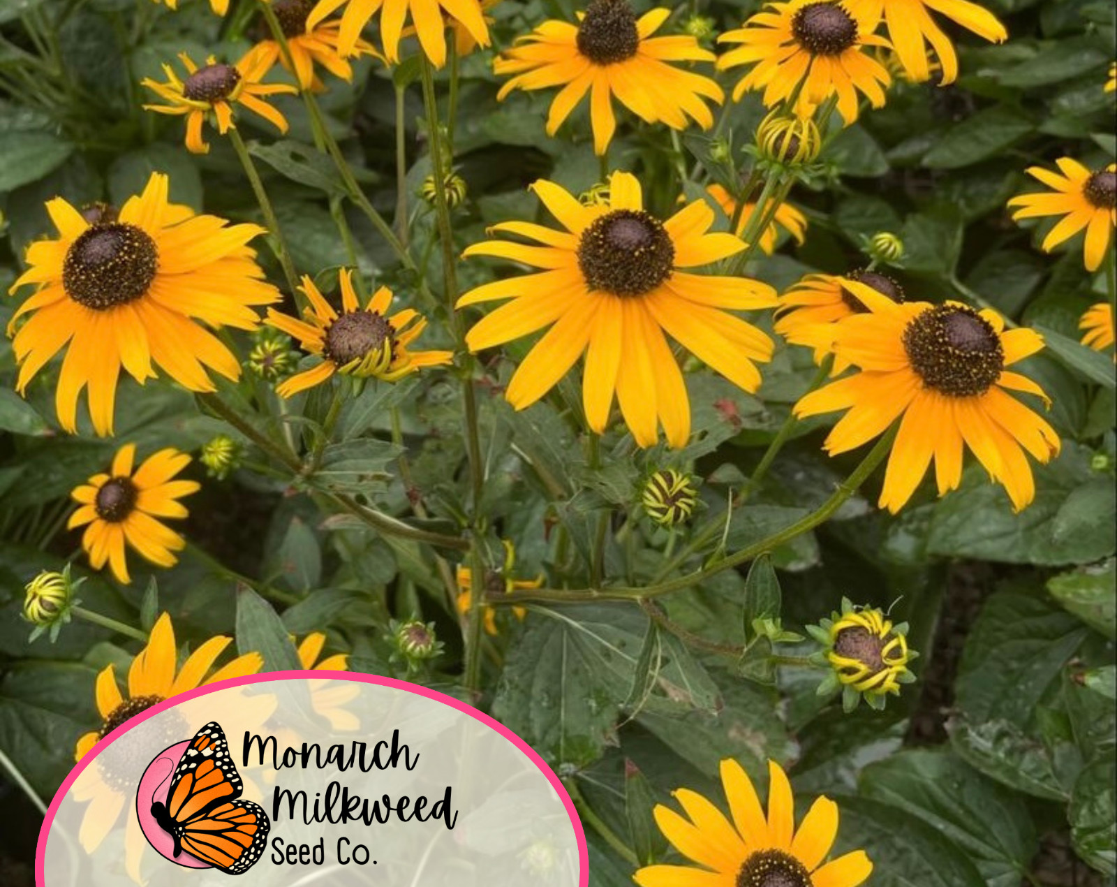 8000+ Black Eyed Susan Seeds | Native Perennial Wildflower Gardening Seed