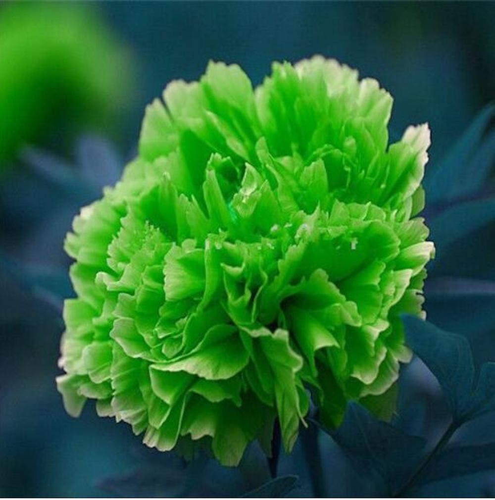 20 PEONIES FLOWER SEEDS rare exotic blossom bloom house plant garden germination