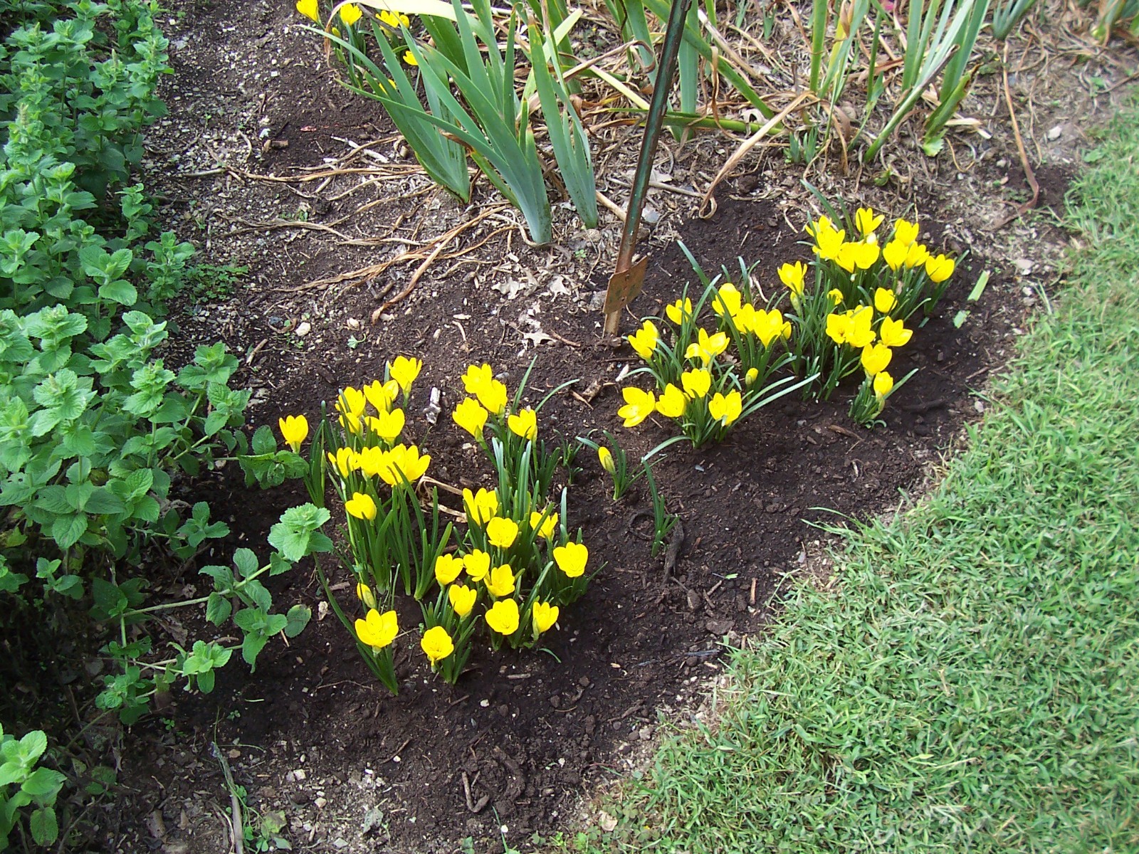 10 LARGE Fall Blooming Crocus Bulbs Autumn Daffodil Sternbergia Lutea Live Plant