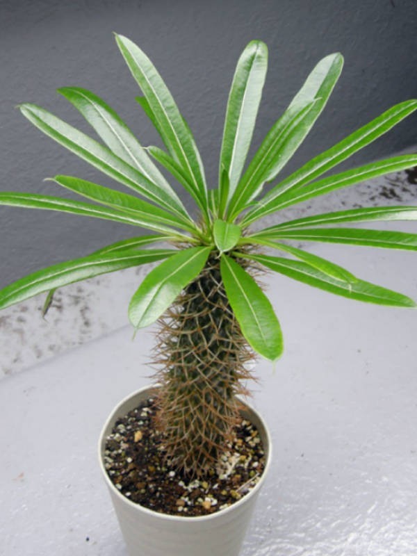 Pachypodium lamerei aka Madagascar palm, 5 Seeds. Free Shipping!