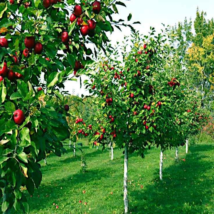 Paradise Apple Tree Seeds (Malus p.) “Red Delicious” Hardy-3 Garden Fruit Plant