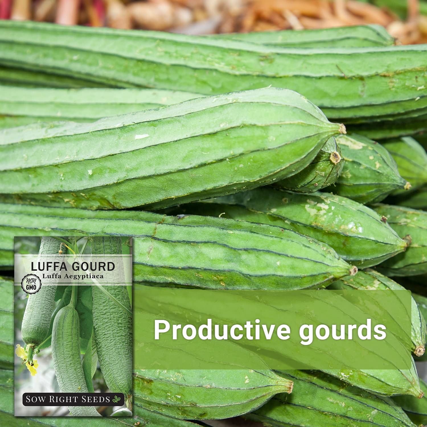 Luffa Gourd Seeds Plant Non GMO Heirloom Packet Garden Sponge 30 Count
