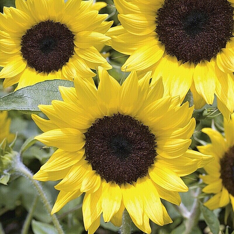 Dwarf Sunspot Short SunFlower 60+ Seeds~from “My Brooklyn Botanical Garden Club”