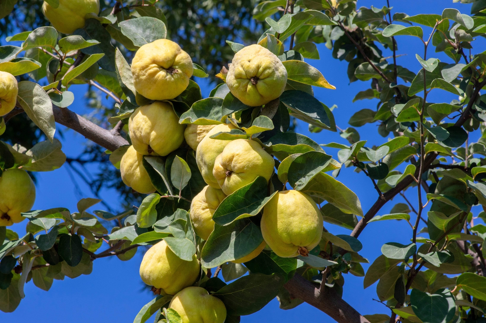 20 COMMON CULINARY QUINCE Fruit Tree Cydonia Oblonga Flowering Shrub Seeds