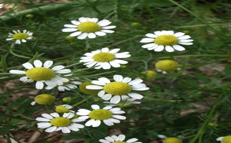 1,000 + Zloty Lan Organic Chamomile ~ Rare Heirloom Seeds Polish Variety
