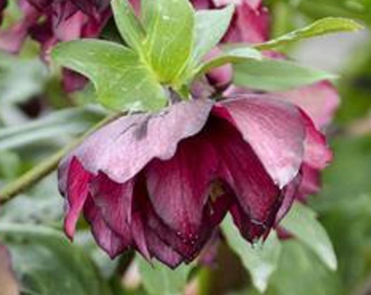 (3) Helleborus True Love Live Plant. Package Deal!