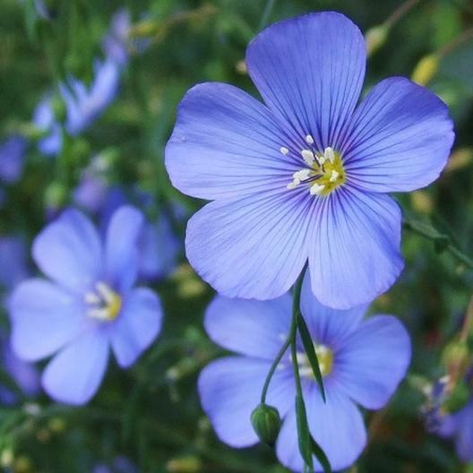 BLUE FLAX PERENNIAL Linum lewisii American Native Wildflower Non-GMO 500 Seeds